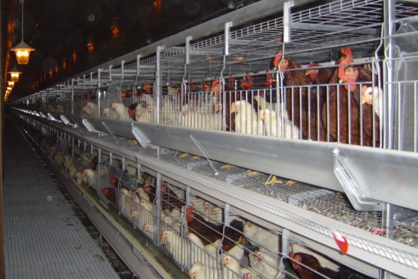 Allevamento Batteria